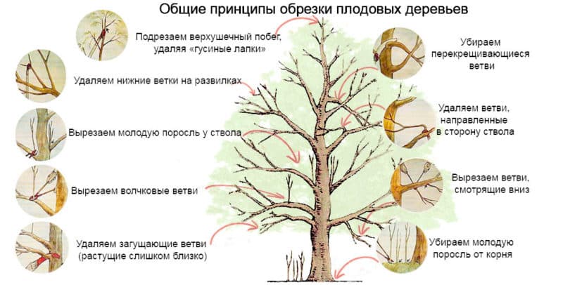 Step-by-step instructions for pruning apple trees in spring for novice gardeners