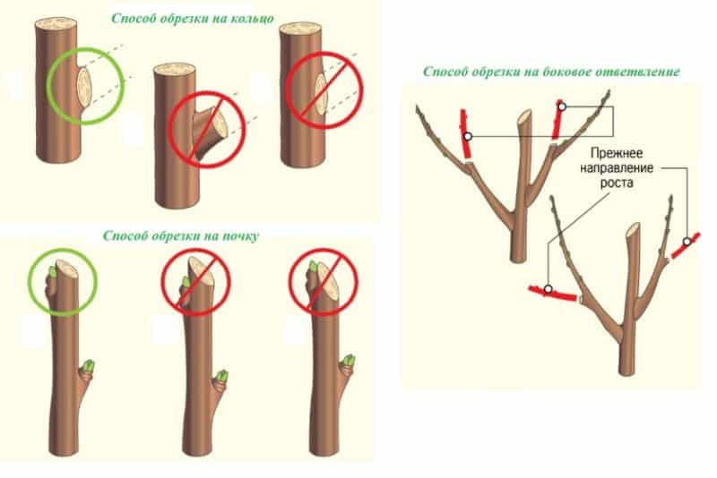 Step-by-step instructions for pruning apple trees in spring for novice gardeners