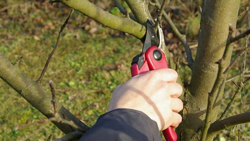 Step-by-step instructions for pruning apple trees in spring for novice gardeners