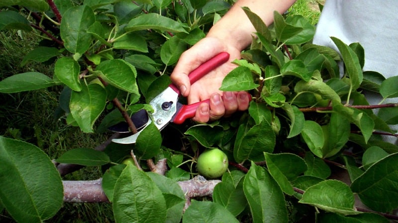 Instructions for pruning an apple tree in summer for novice gardeners