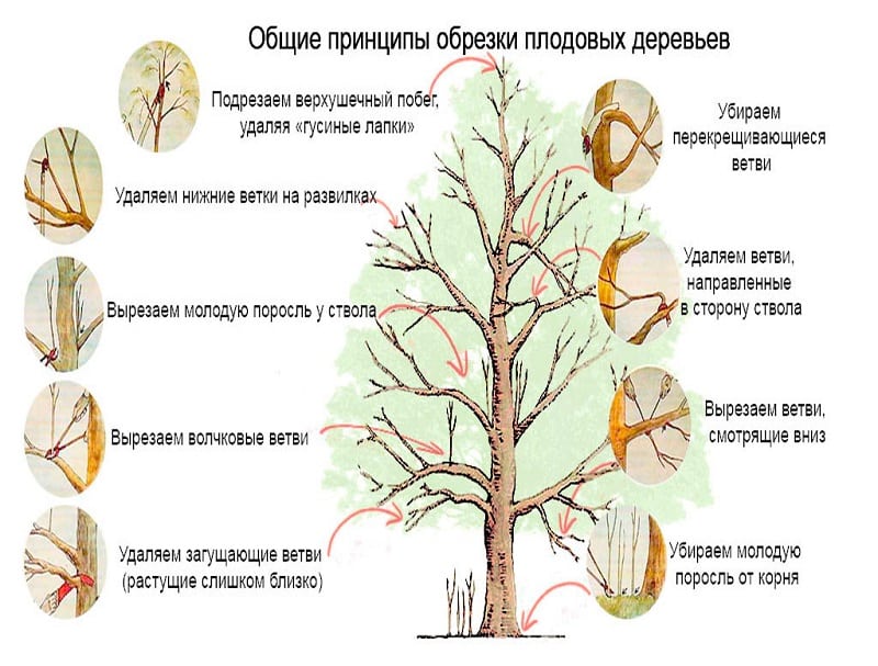 Instructions for pruning an apple tree in summer for novice gardeners