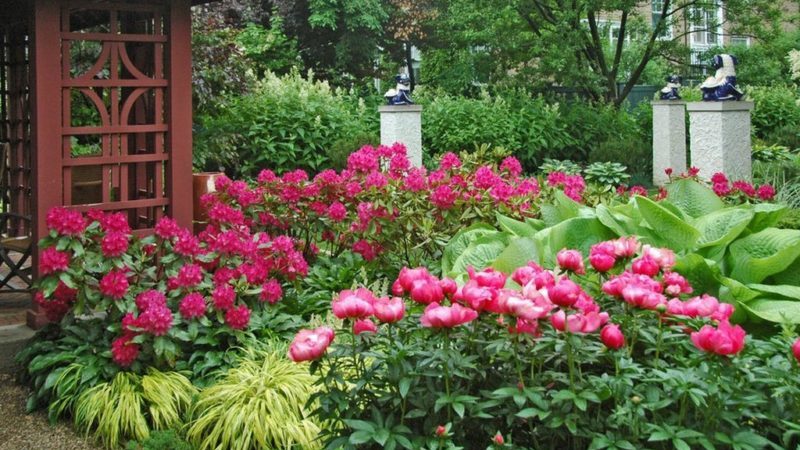 Step-by-step instructions for planting peonies in the ground in summer for beginning gardeners