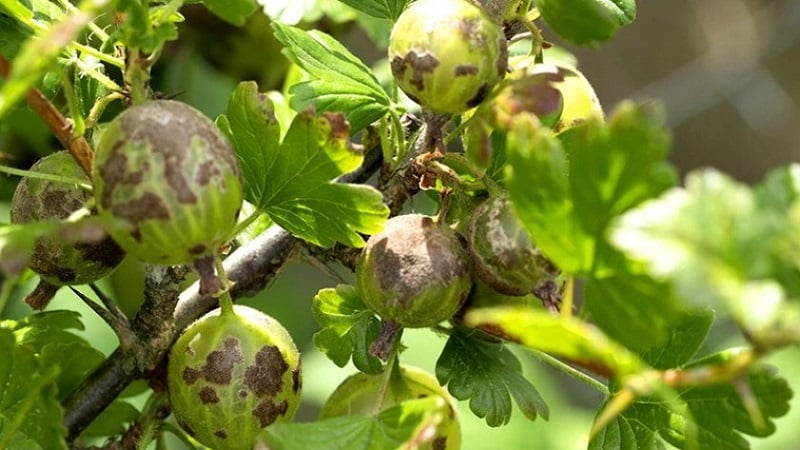 How and with what to treat gooseberries for scab: the most effective methods of combating the disease