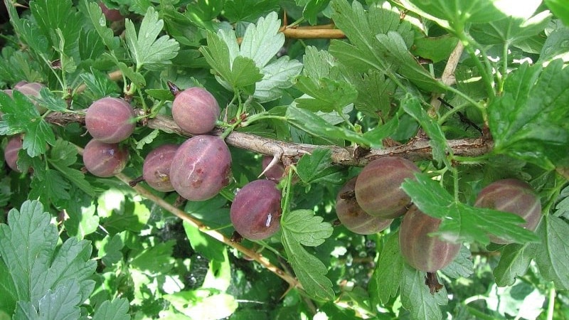 How and with what to treat gooseberries for scab: the most effective methods of combating the disease