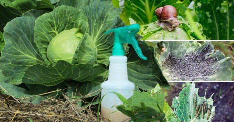 How to dilute ammonia and treat cabbage with it against pests