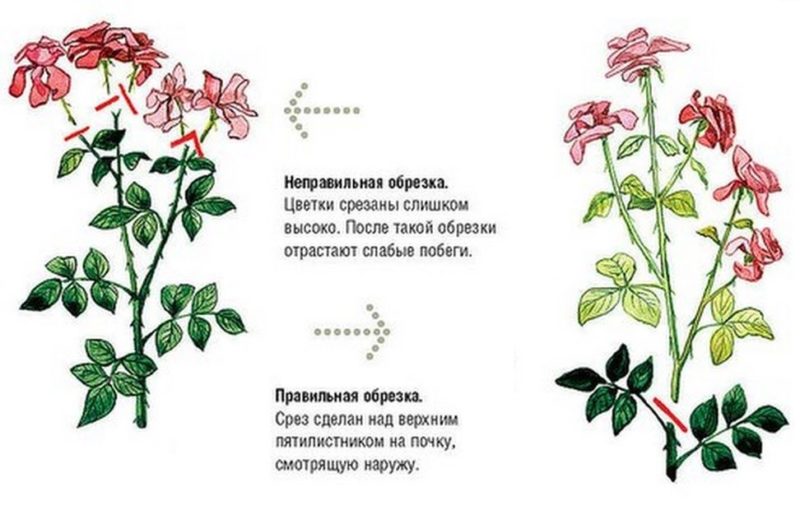 Instructions for beginner gardeners: how to prune roses after flowering in the summer so that they bloom again