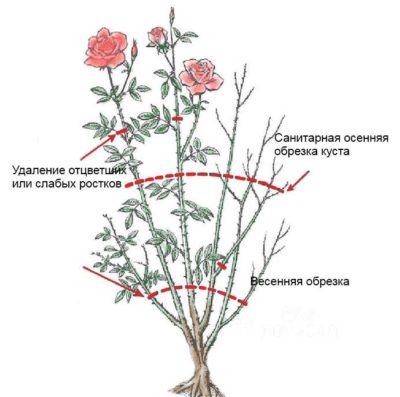 Instructions for beginner gardeners: how to prune roses after flowering in the summer so that they bloom again