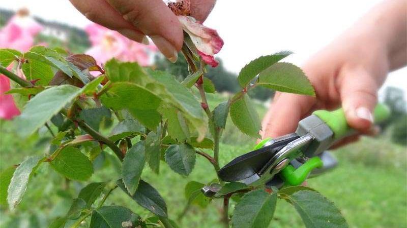 Instructions for beginner gardeners: how to prune roses after flowering in the summer so that they bloom again