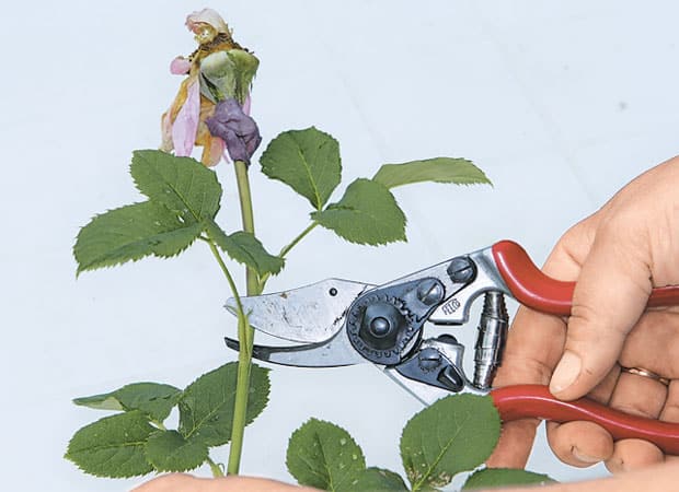 Instructions for beginner gardeners: how to prune roses after flowering in the summer so that they bloom again
