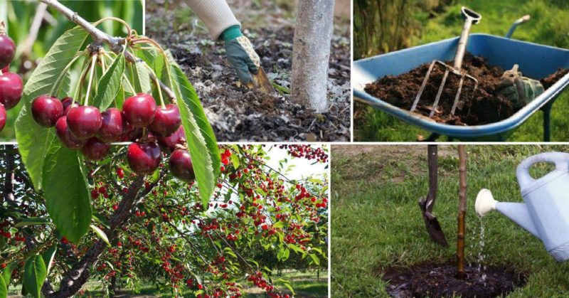 How to properly water cherries in summer: instructions for novice gardeners