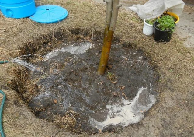 How to properly water cherries in summer: instructions for novice gardeners