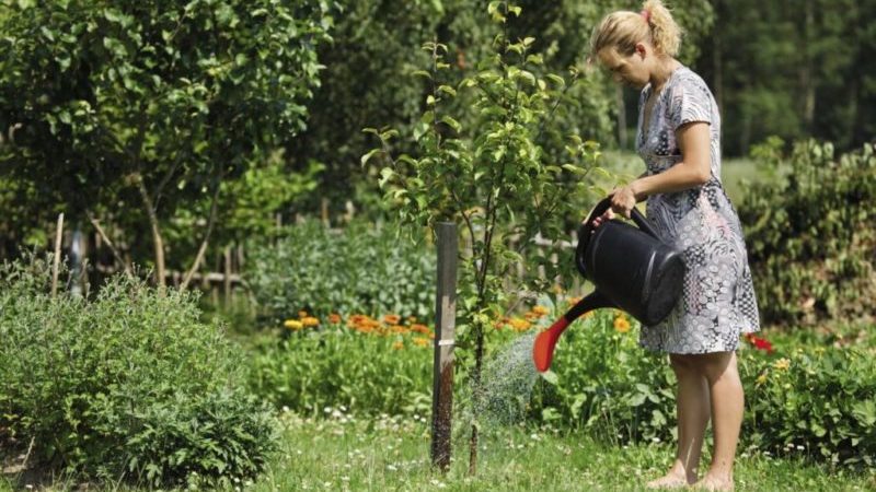 How to properly water cherries in summer: instructions for novice gardeners