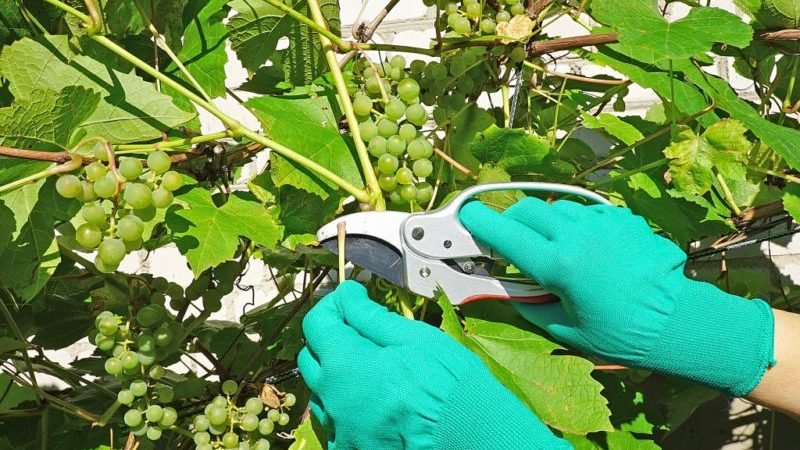 A step-by-step guide to pruning grapes in summer for beginning winegrowers