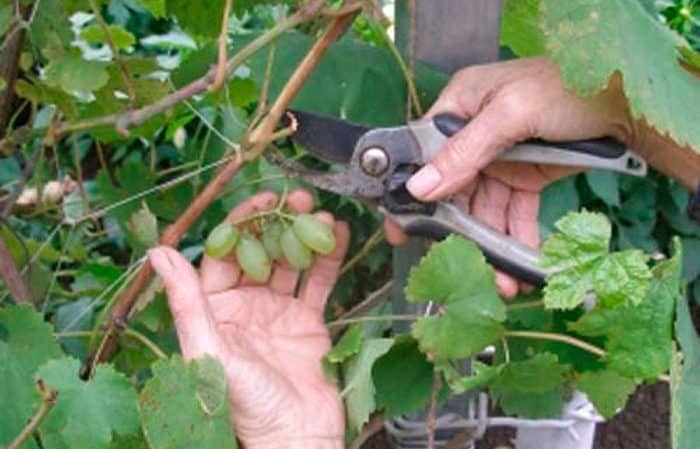 A step-by-step guide to pruning grapes in summer for beginning winegrowers
