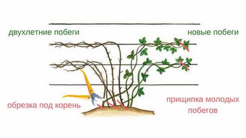 How to properly prune blackberries in summer: instructions and diagrams