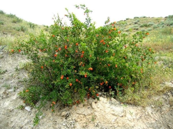 How does pomegranate grow, where is it grown and when does it ripen?