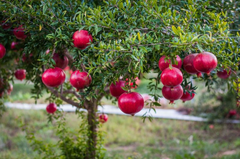 How does pomegranate grow, where is it grown and when does it ripen?