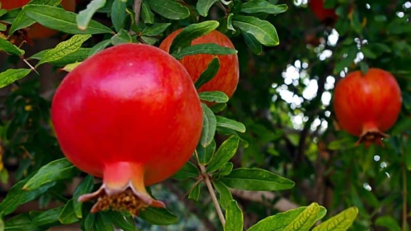 How does pomegranate grow, where is it grown and when does it ripen?