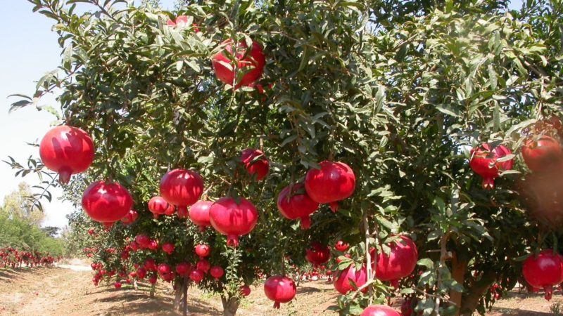 How does pomegranate grow, where is it grown and when does it ripen?