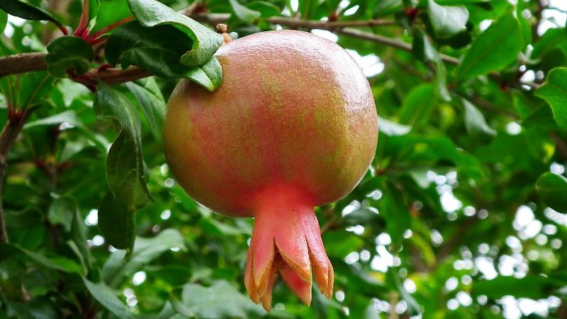 How does pomegranate grow, where is it grown and when does it ripen?