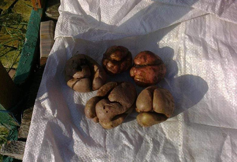 What to do if potatoes burst and crack in the ground, why does this happen?