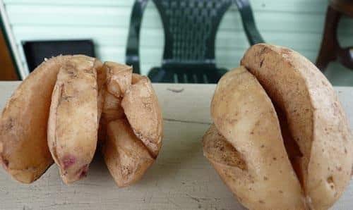 What to do if potatoes burst and crack in the ground, why does this happen?