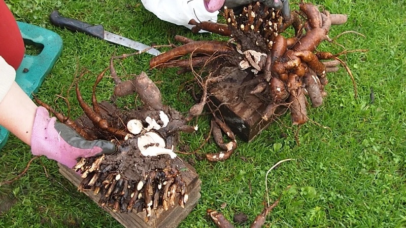 When is it necessary to transplant peonies to another place in the summer and how to do it correctly