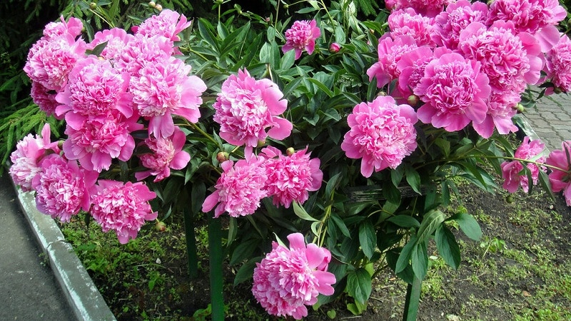 Is it possible to replant peonies in August or is it better in September?