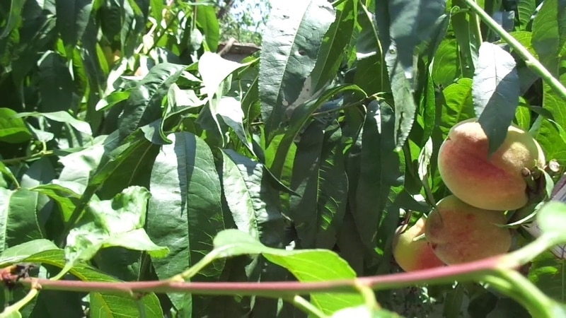 How to properly prune a peach in summer: diagrams and procedures