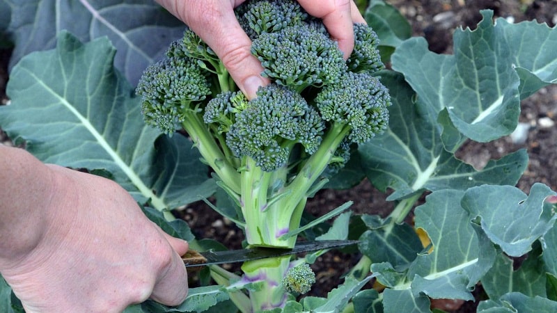 Choosing the edible parts of broccoli - is it possible to eat the stalk and stalk?