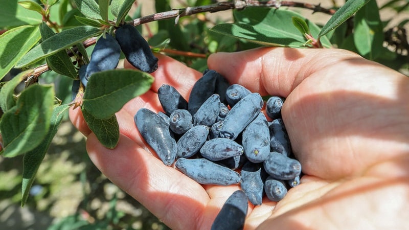 When to collect honeysuckle, how best to sort and process it