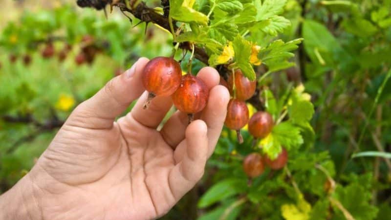 How to deal with gooseberry moth during fruit ripening and other periods