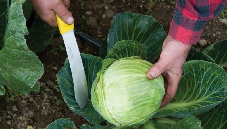 When is the best time to cut cabbage for pickling?