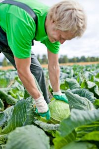When is the best time to cut cabbage for pickling?