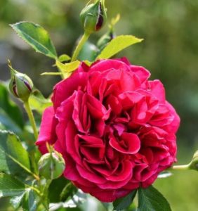 The best winter-hardy varieties of roses that bloom all summer and features of their cultivation