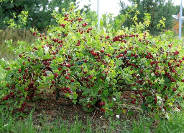 Compatibility of gooseberries with currants and other crops in the garden