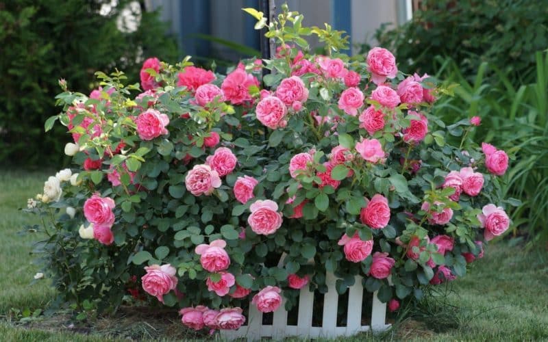 The best winter-hardy varieties of roses that bloom all summer and features of their cultivation