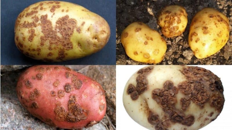 Detailed descriptions and effective methods for treating potato diseases