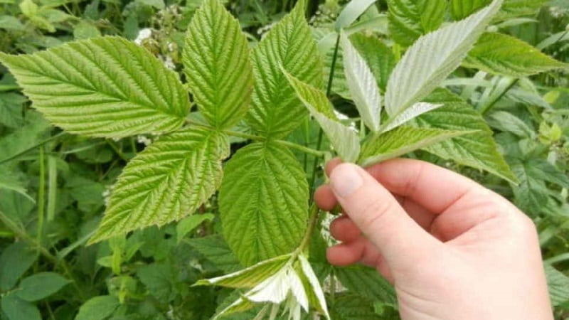 Medicinal properties and contraindications of raspberry leaves for women