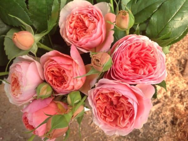 The best winter-hardy varieties of roses that bloom all summer and features of their cultivation