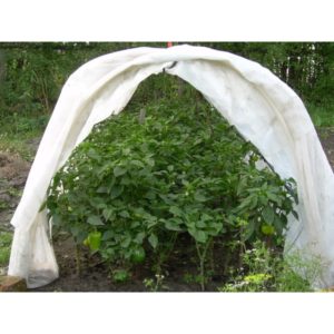 How to pinch remontant raspberries in the summer and is this procedure necessary?