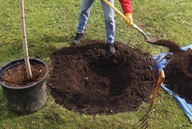 Step-by-step guide to planting a closed-root apple tree in summer