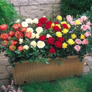 The best winter-hardy varieties of roses that bloom all summer and features of their cultivation