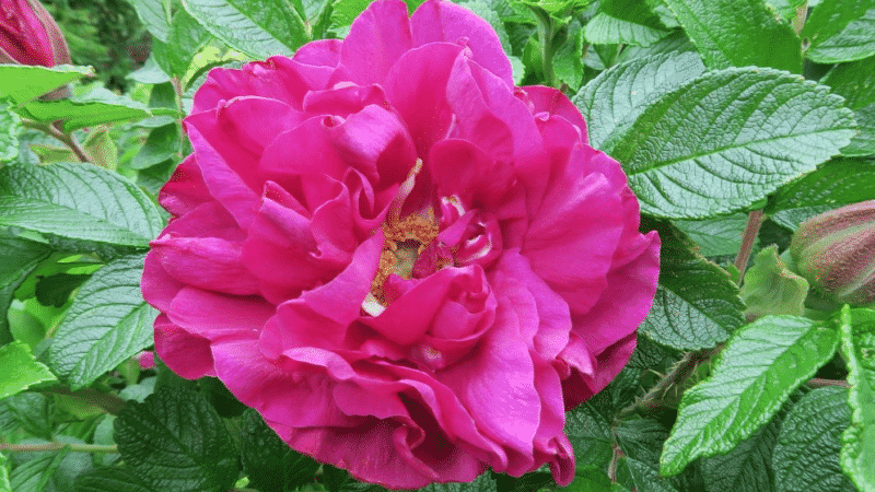 How to grow purple roses and which varieties to choose