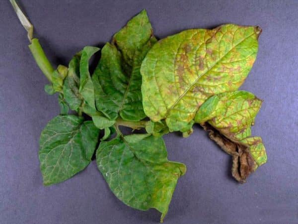 Detailed descriptions and effective methods for treating potato diseases