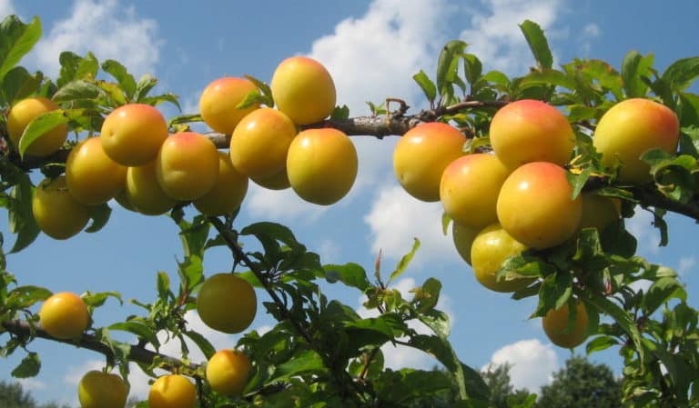 How to prune cherry plums correctly in summer: diagrams, steps and tips on the topic