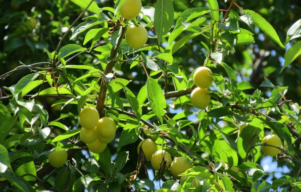 How to prune cherry plums correctly in summer: diagrams, steps and tips on the topic