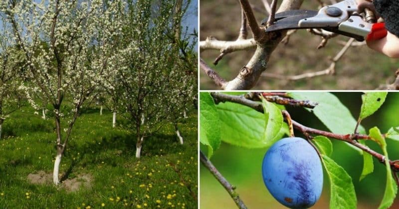 Step-by-step instructions for pruning a plum tree in the summer with your own hands