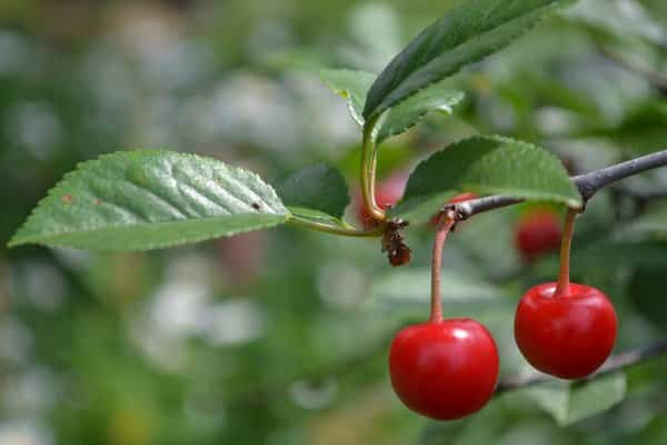 Why do you need to prune cherry trees in summer and how to do it correctly
