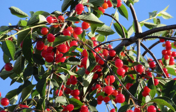 Why do you need to prune cherry trees in summer and how to do it correctly